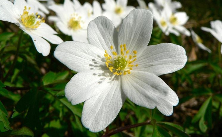 anemone nem