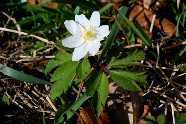 anemone nemorosa