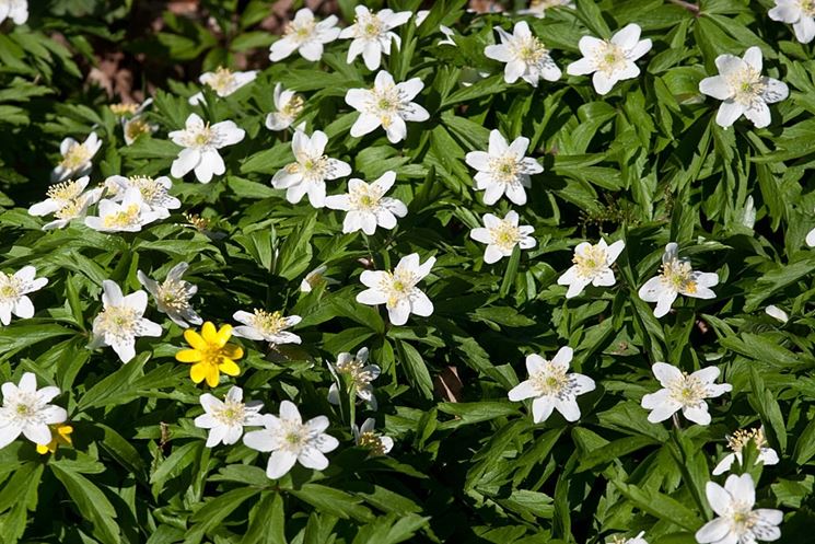 anemone nemerosa