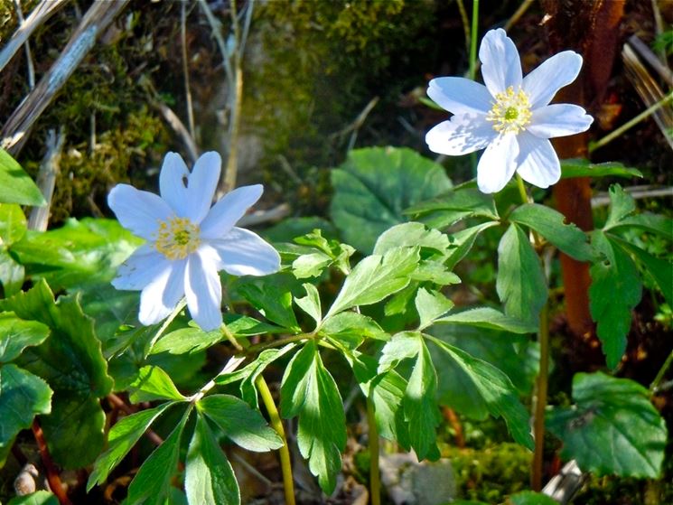 anemone nemorosa