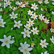 anemone nemorosa