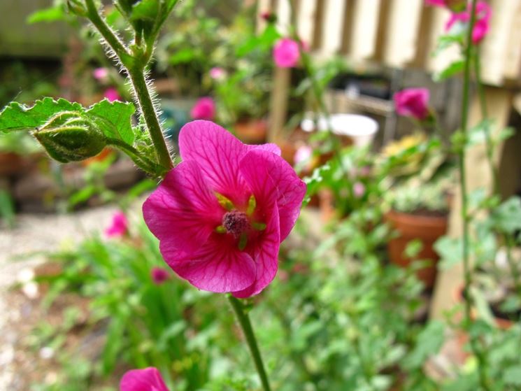 anisodontea