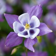 aquilegia 