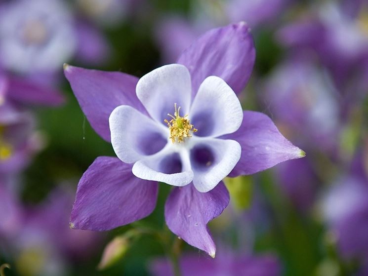 aquilegia 