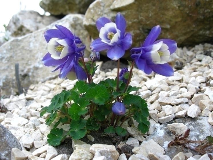 aquilegia pyrenaica