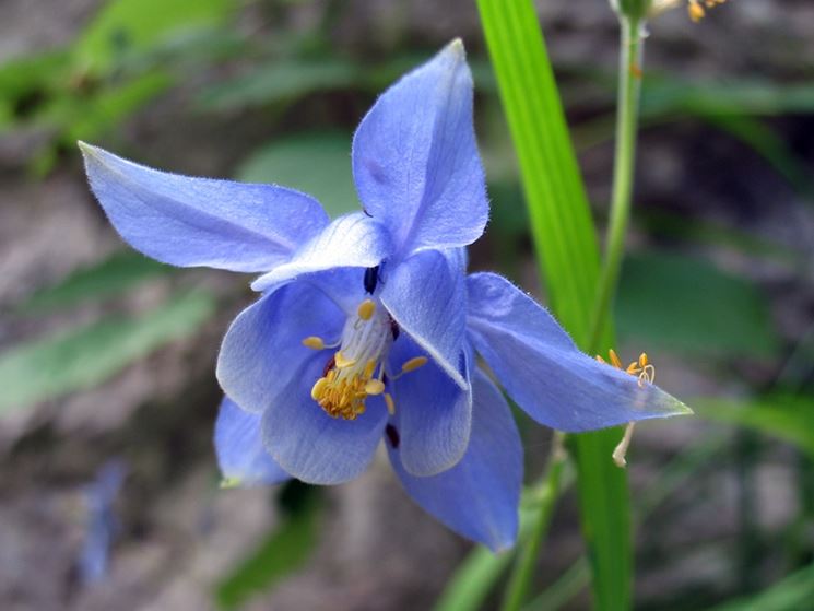 aquilegia magellensis