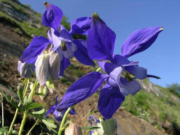 aquilegia alpina