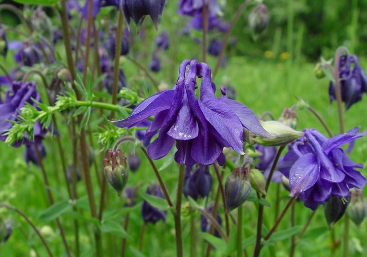 Coltivazione aquilegia