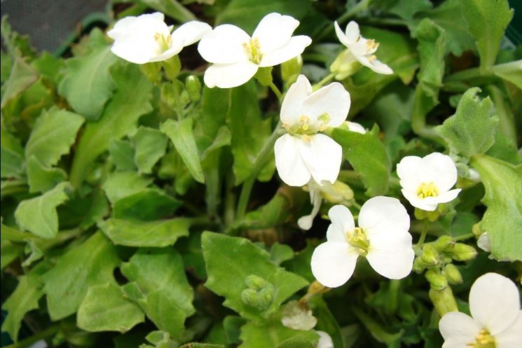 Arabis 