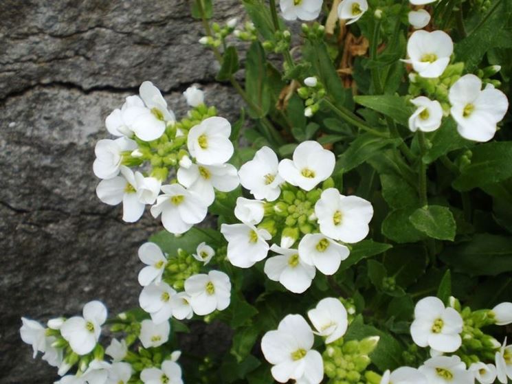 arabis caucasia 