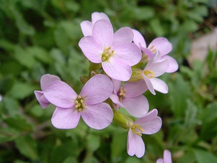 pelosella d'alpe rosa