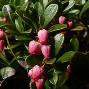 arctostaphylus 