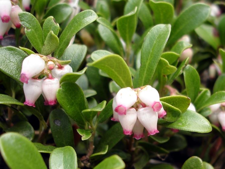 arctostaphylus 