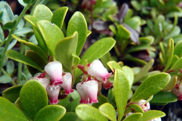 arctostaphylus uva