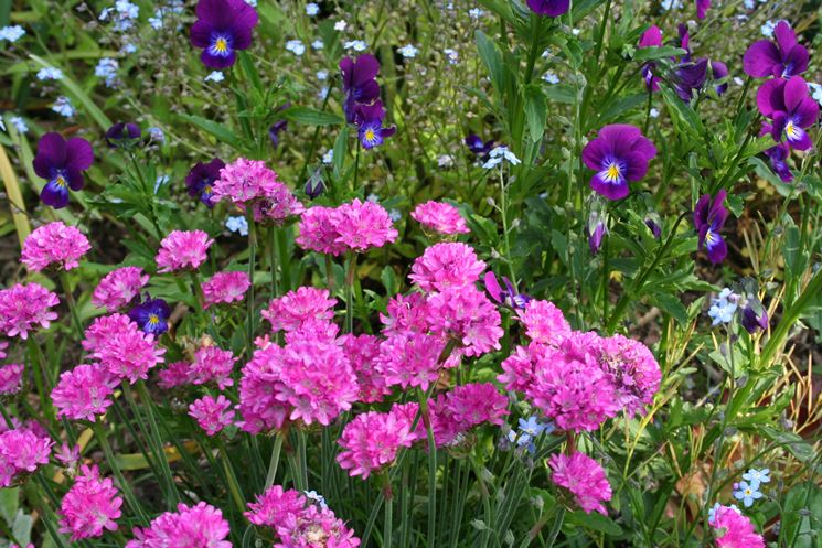 armeria 