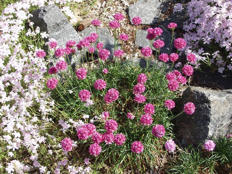 armeria marit