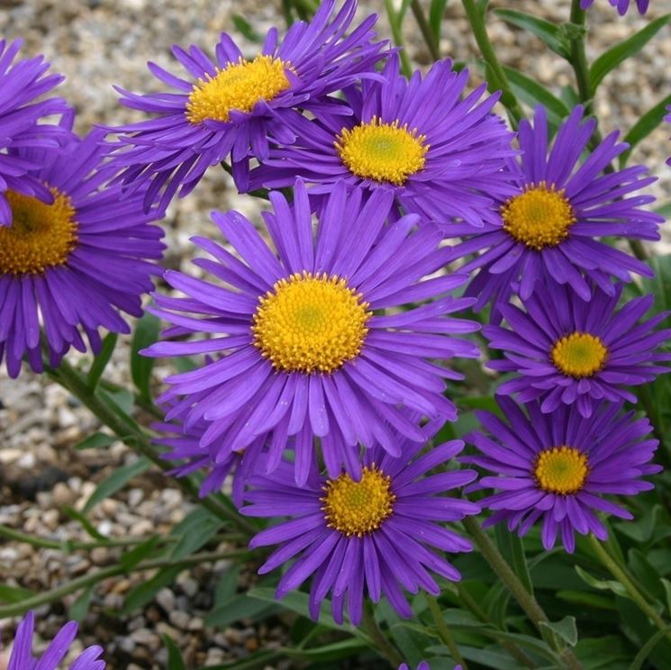 aster