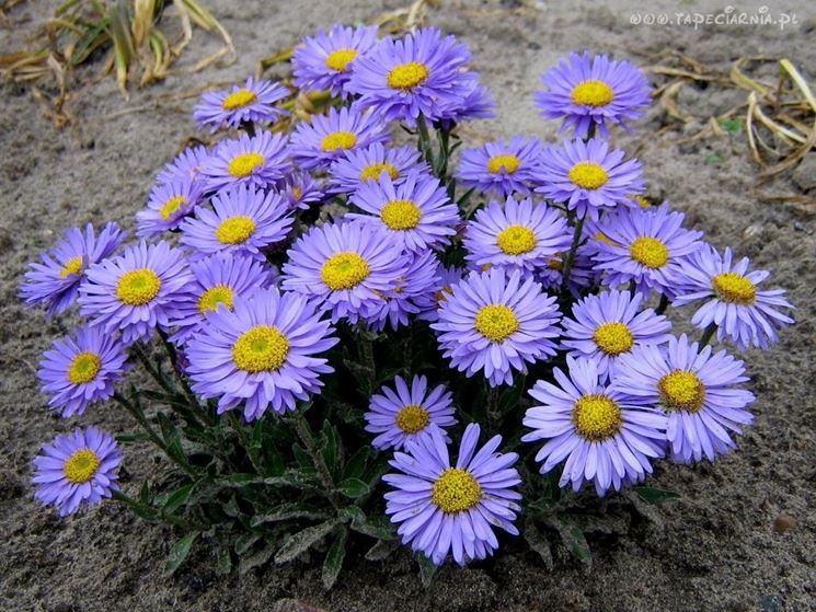 aster alpinus