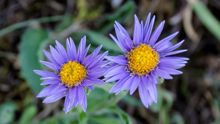 aster viola