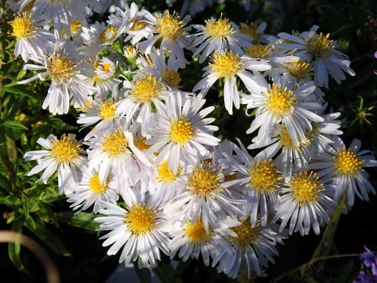 aster