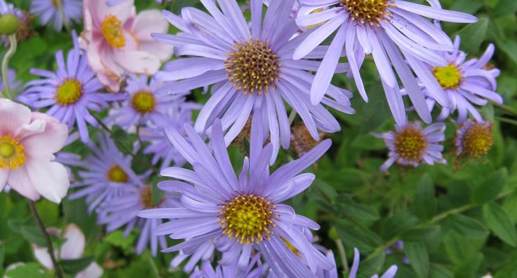 aster frikartii moench