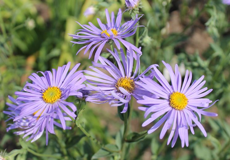 aster coltivazione