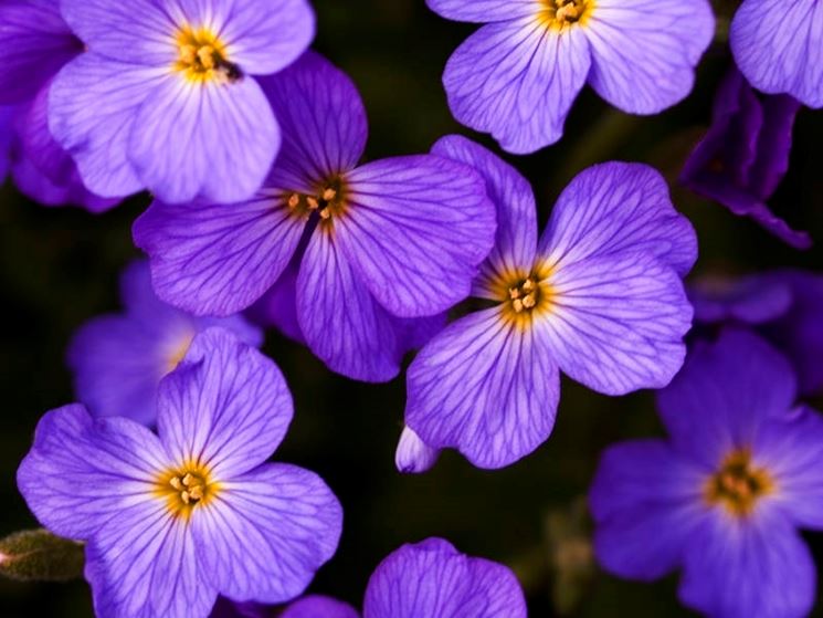 aubretia