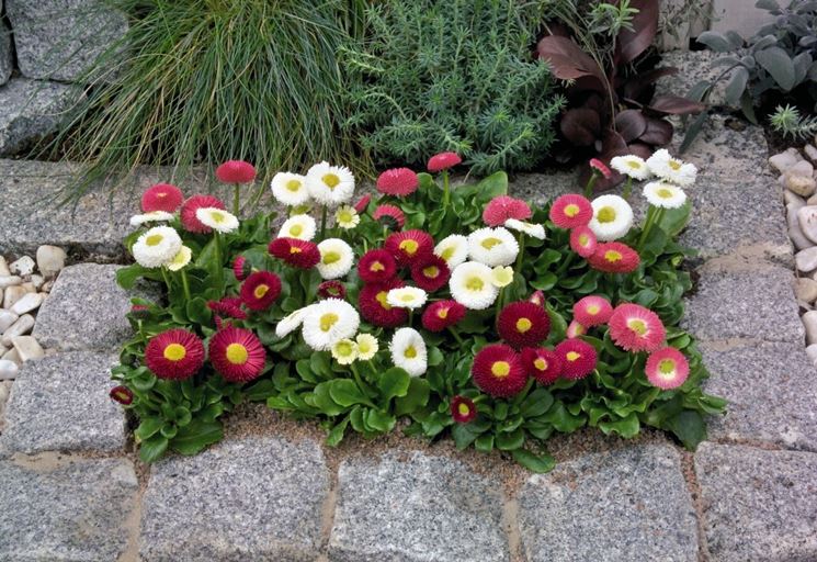 bellis perennis