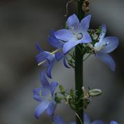 campanula 