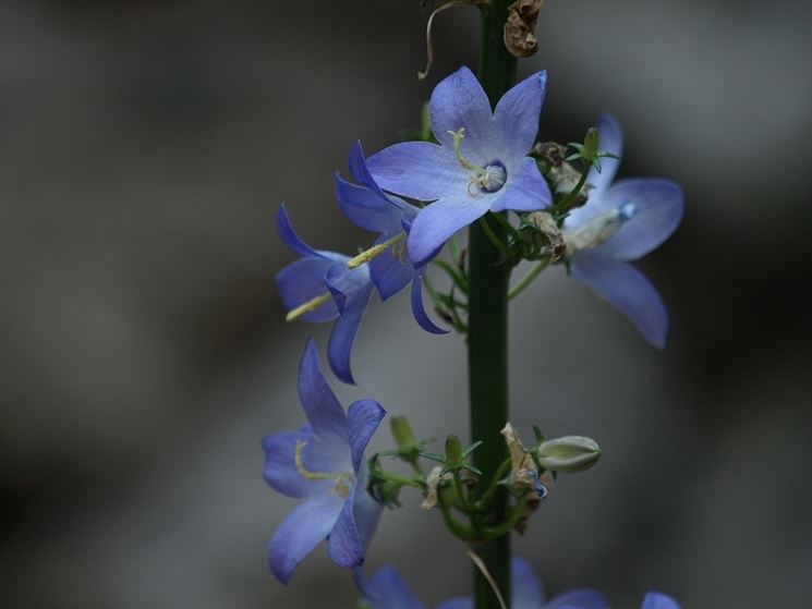 campanula 