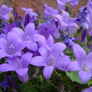 campanula bianca