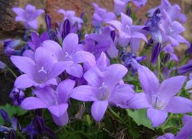 Campanula  -  Campanula portenschlagiana 