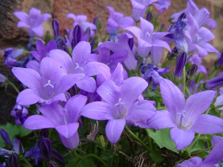 campanula portenschlagiana