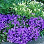 campanula portenschlagiana