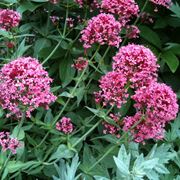 centranthus 