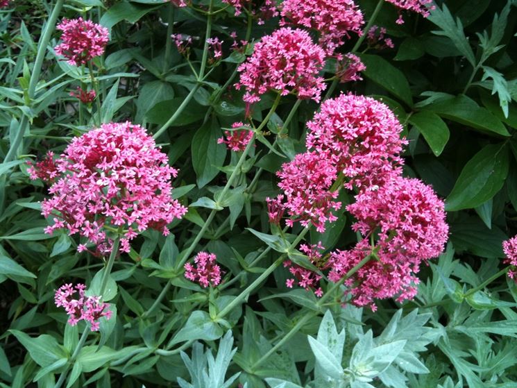 centranthus 