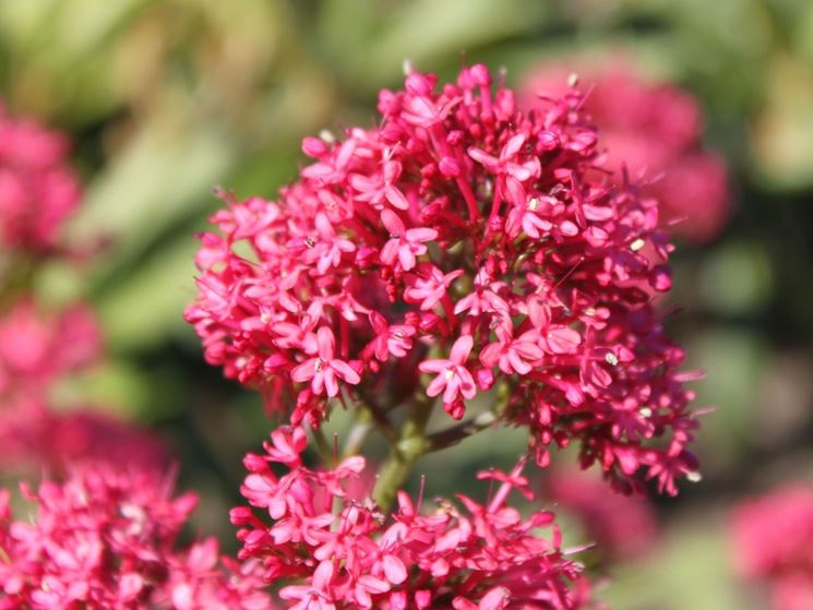 centranthus ruber coccineus