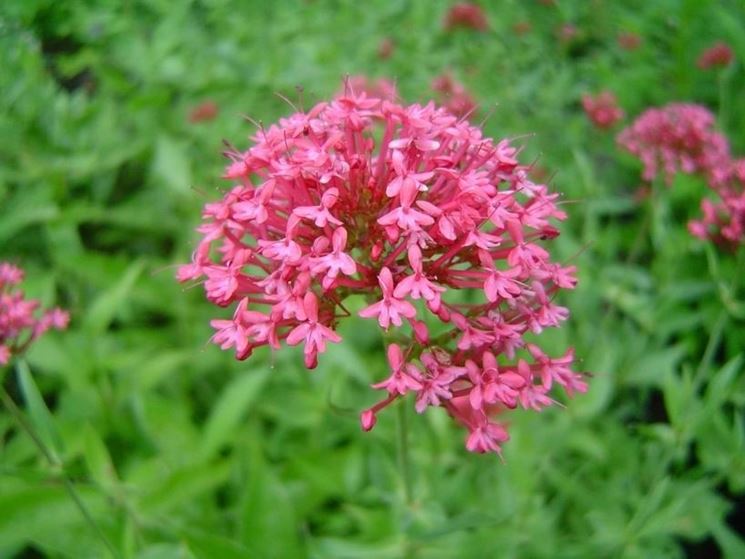 valeriana rossa