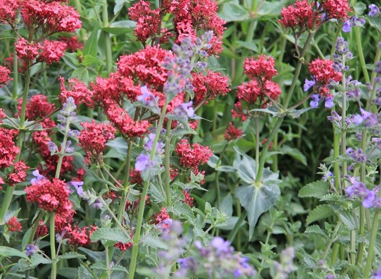 valeriana rossa