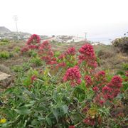 valeriana rossa