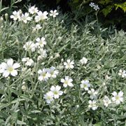 cerastium 