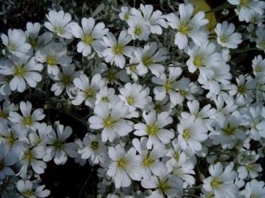 cerastium tomentosum