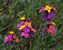 cheiranthus