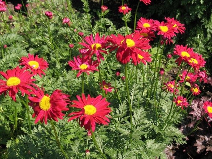 fiori Chrysanthemum coccineum 