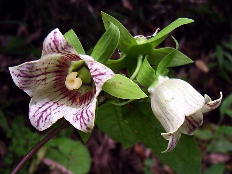 codonopsis lanceolata