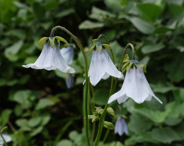 codonopsis ovata