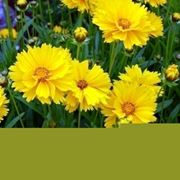 coreopsis 