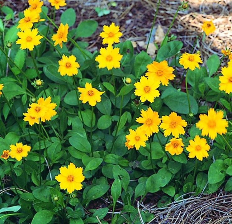 coreopsis 