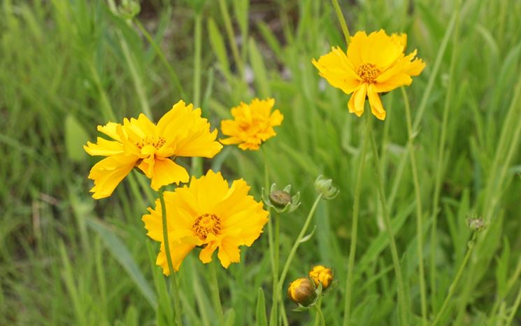 coreopsis 