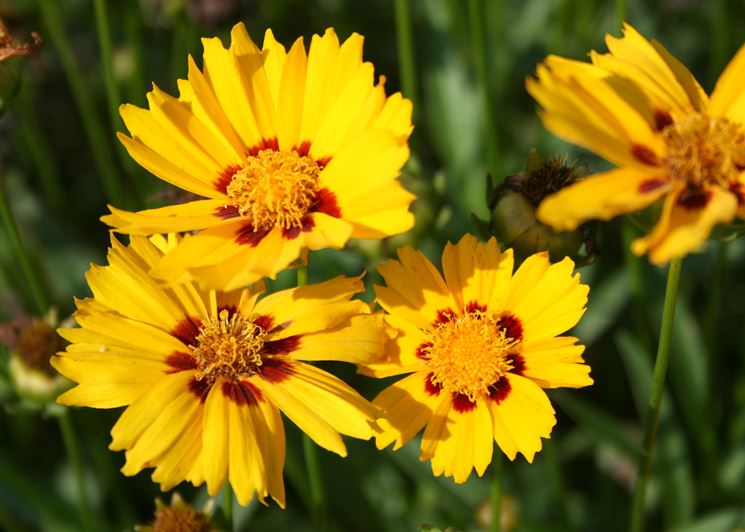 coreopsis 